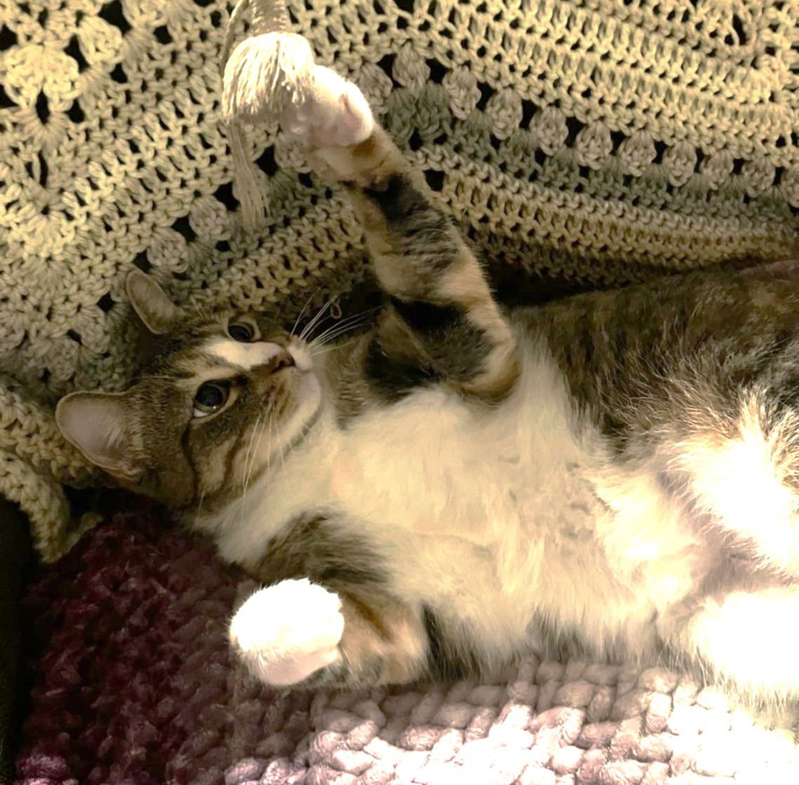ANI #SUPER-FRIENDLY - Calico / Torbie available for adoption