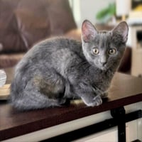 Tini #sister-of-Dumpling - Photo 2