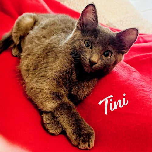 TINI #SISTER-OF-DUMPLING - Russian Blue / Domestic Short Hair for adoption in Houston