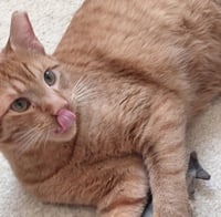 Sweet Peach #bonded-to-Frankie - Photo 4