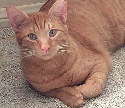 SWEET PEACH #BONDED-TO-FRANKIE - Tabby / Domestic Short Hair available for adoption