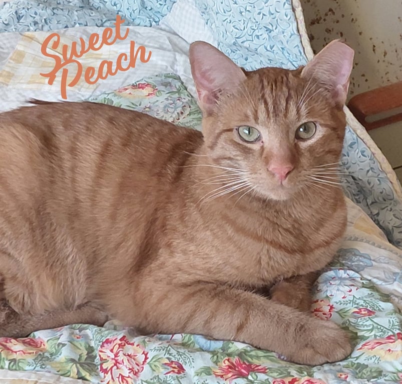Sweet Peach #bonded-to-Frankie Image