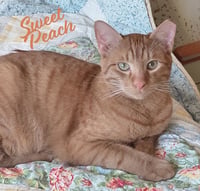 Sweet Peach #bonded-to-Frankie - Photo 1