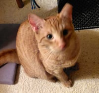 Sweet Peach #bonded-to-Frankie - Photo 3
