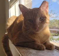 Sweet Peach #bonded-to-Frankie - Photo 5