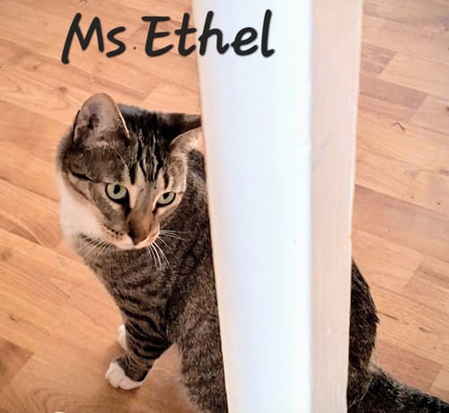 MS ETHEL #LOW-MAINTENANCE - Torbie / Domestic Short Hair for adoption in Sugar Land