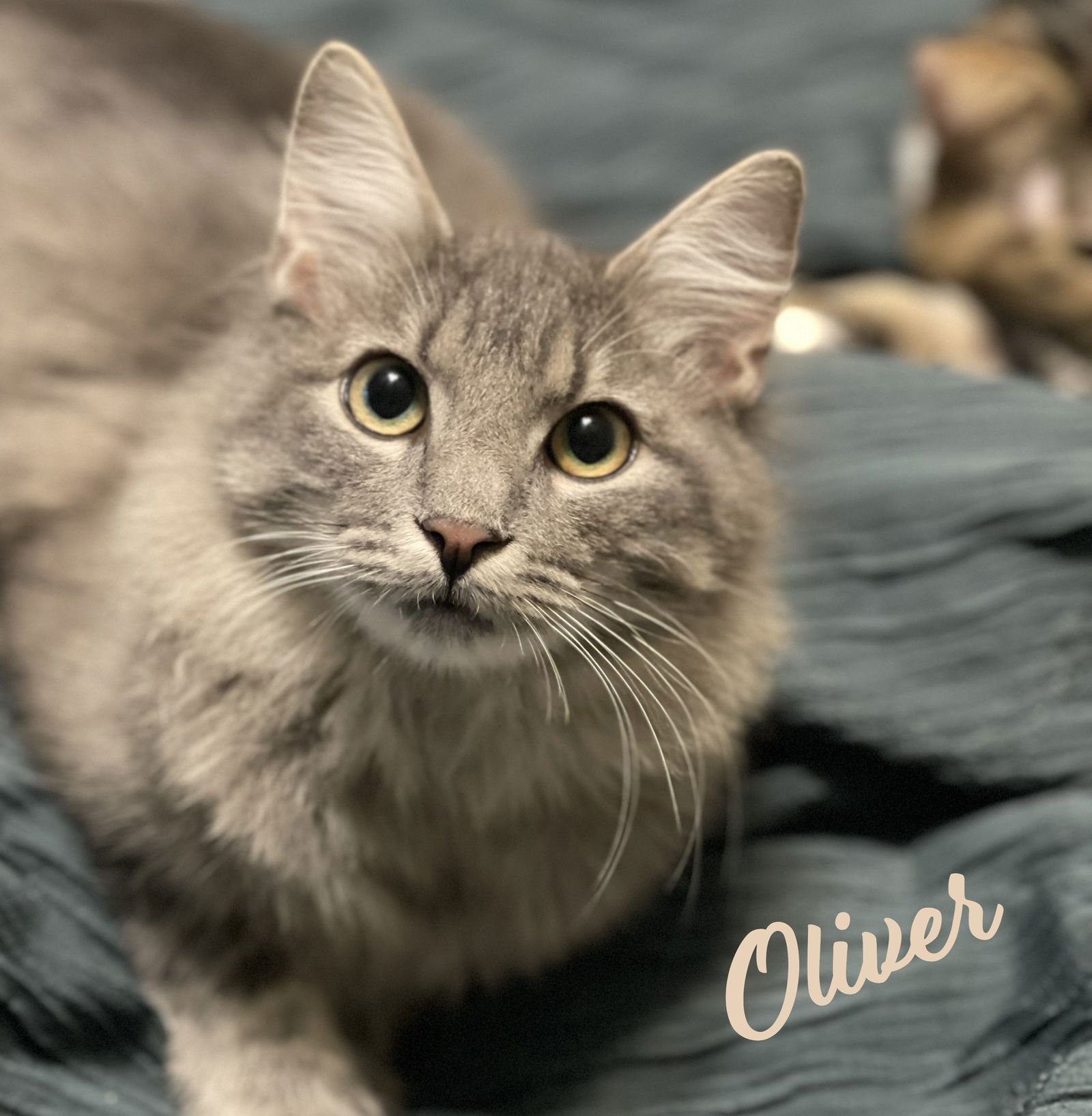 OLIVER #MR-FLUFFY-TAIL - Maine Coon / Domestic Medium Hair available for adoption