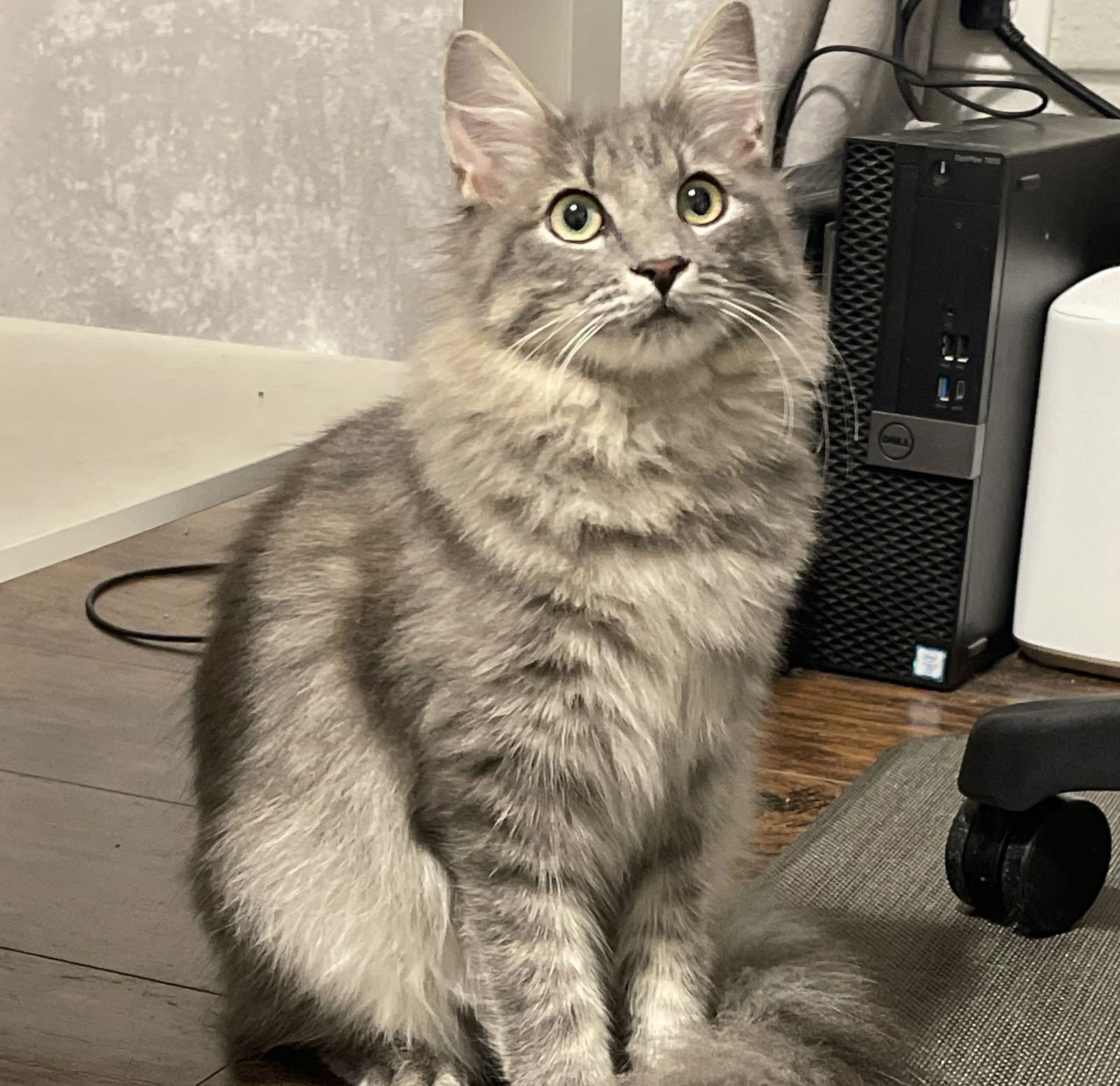 OLIVER #MR-FLUFFY-TAIL - Maine Coon / Domestic Medium Hair available for adoption