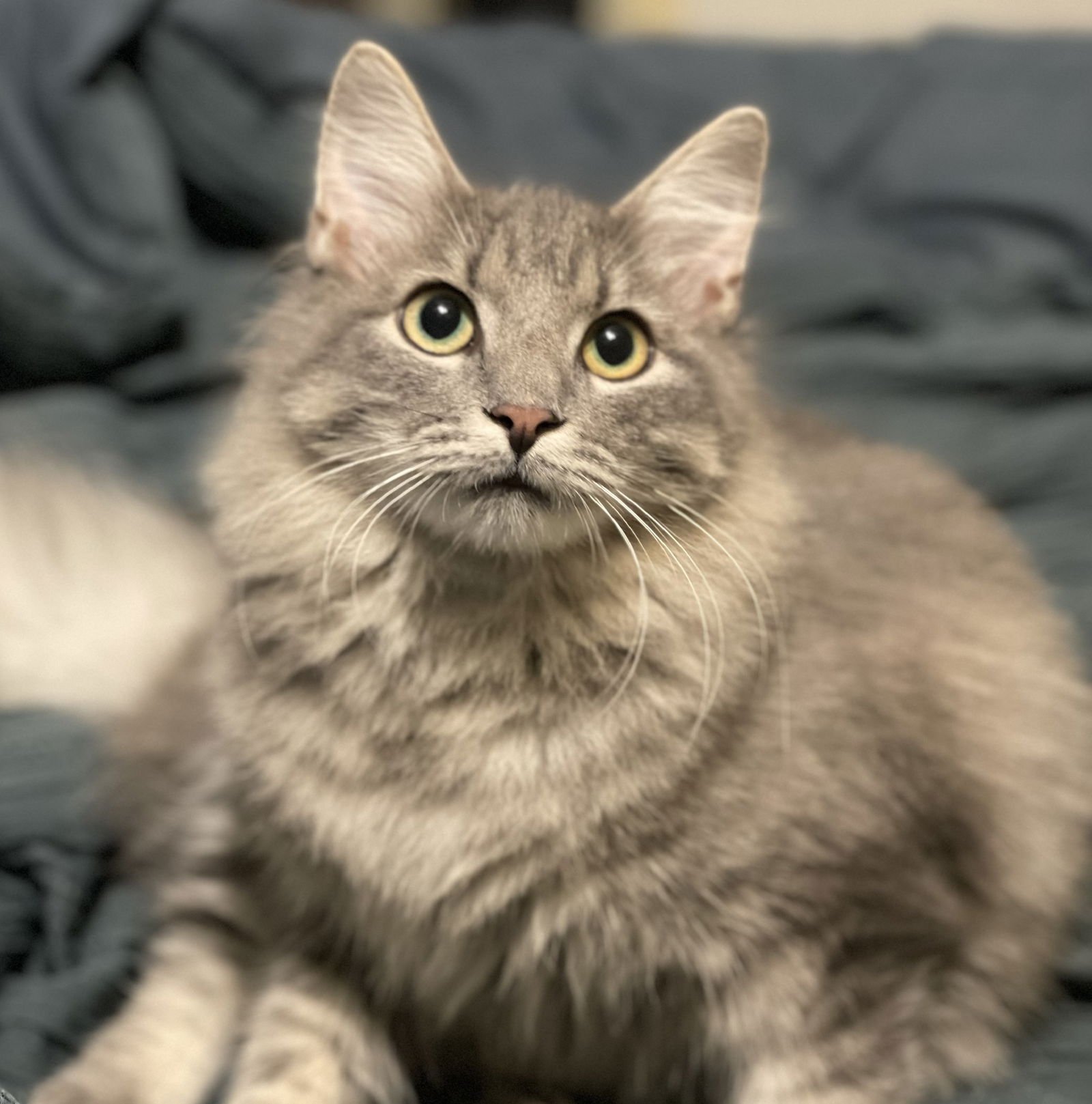 Oliver #mr-fluffy-tail - Photo 3