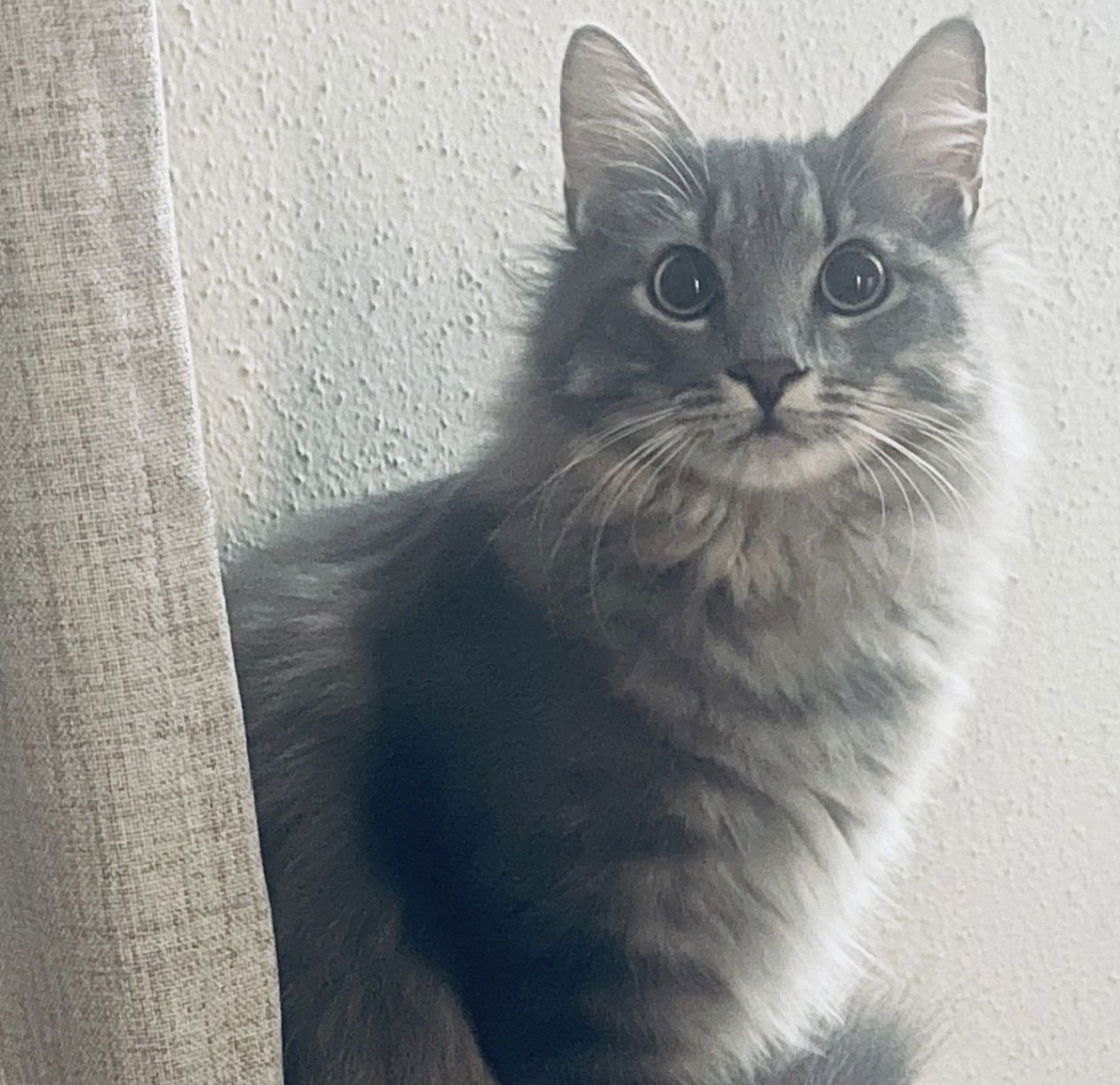 Oliver #mr-fluffy-tail - Photo 4