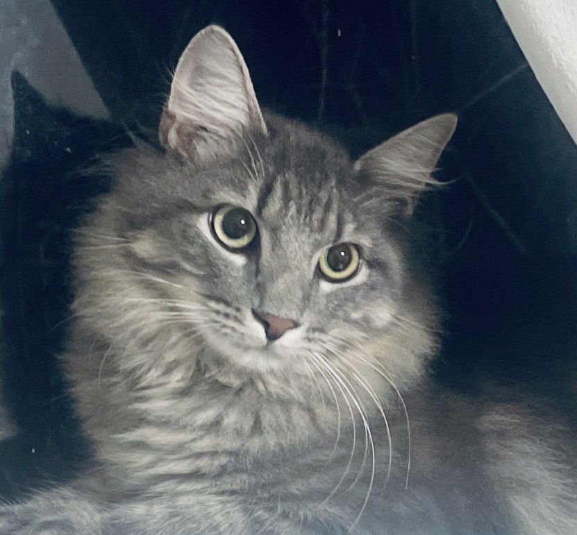 Oliver #mr-fluffy-tail - Photo 5