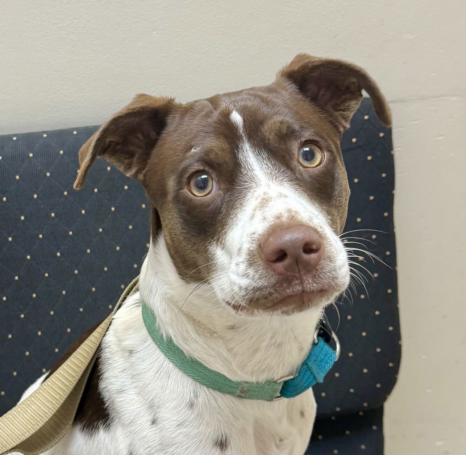 SUSIE #LOVEBUG-EXTRAORDINAIRE - Spaniel available for adoption
