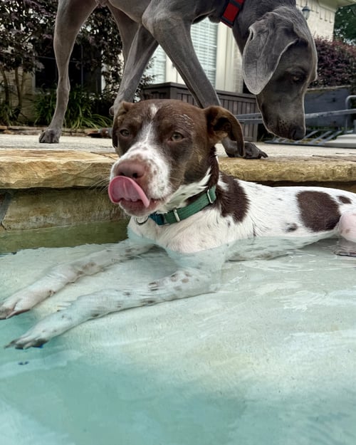 SUSIE #LOVEBUG-EXTRAORDINAIRE - Spaniel available for adoption