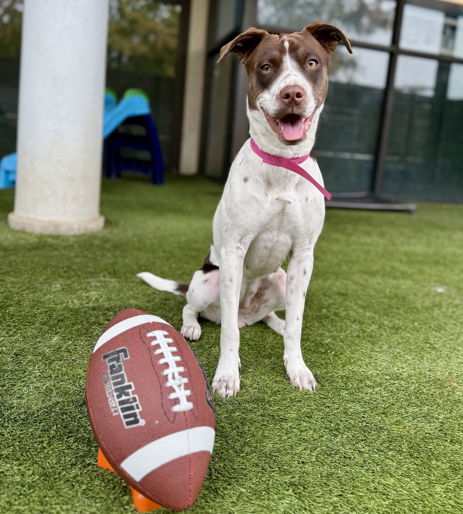 SUSIE #LOVEBUG-EXTRAORDINAIRE - Spaniel available for adoption