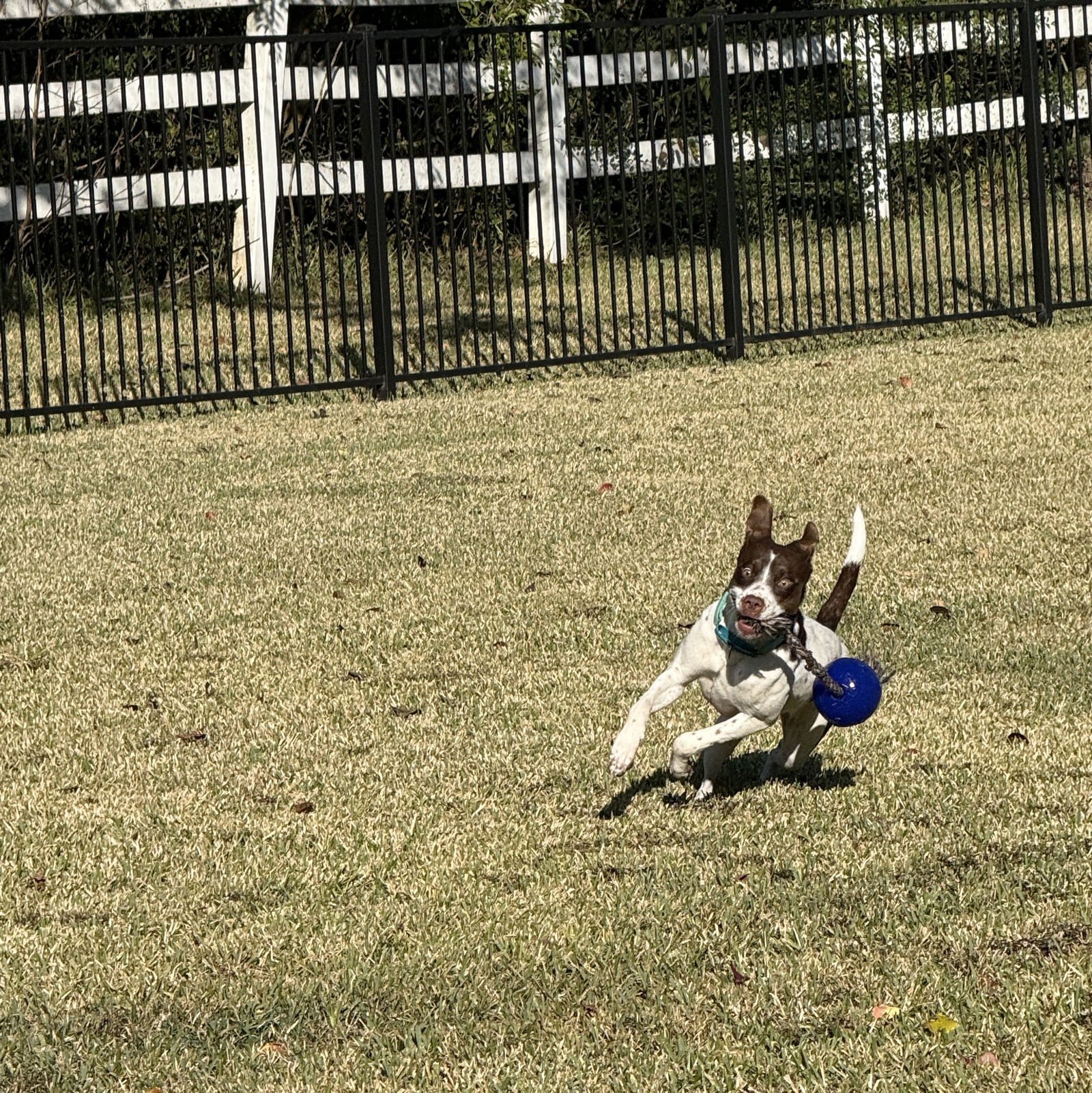 Susie #lovebug-extraordinaire - Photo 3