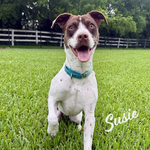 SUSIE #LOVEBUG-EXTRAORDINAIRE - Spaniel available for adoption