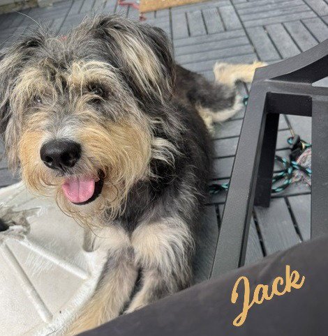 JACK #ALL-WAGS-&-GRINS - Schnauzer for adoption in Houston
