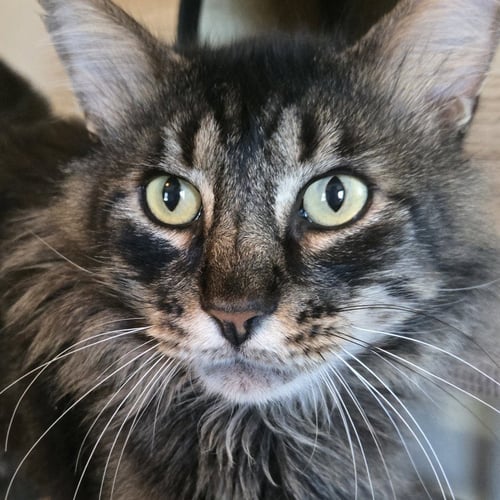 BUDDY & PINA #BONDED-PAIR - Maine Coon / Tortoiseshell available for adoption