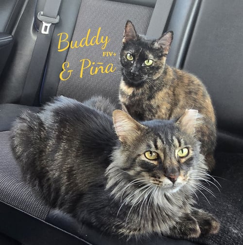 BUDDY & PINA #BONDED-PAIR - Maine Coon / Tortoiseshell available for adoption