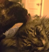 Buddy & Pina #bonded-pair - Photo 4