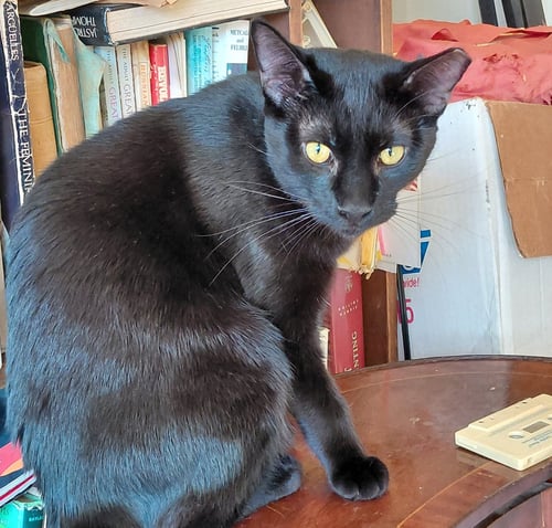 FRANKIE #BONDED-TO-SWEET-PEACH - Bombay / Domestic Short Hair available for adoption