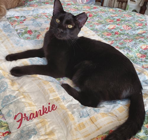 FRANKIE #BONDED-TO-SWEET-PEACH - Bombay / Domestic Short Hair available for adoption