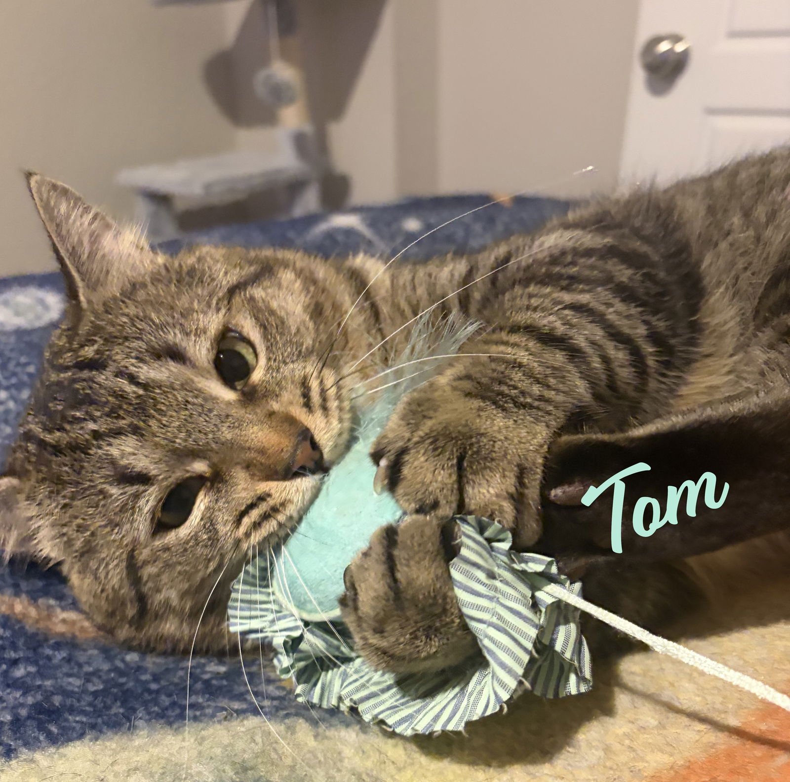 TOM #MEOWY-WOWWY - Tabby / Domestic Short Hair available for adoption