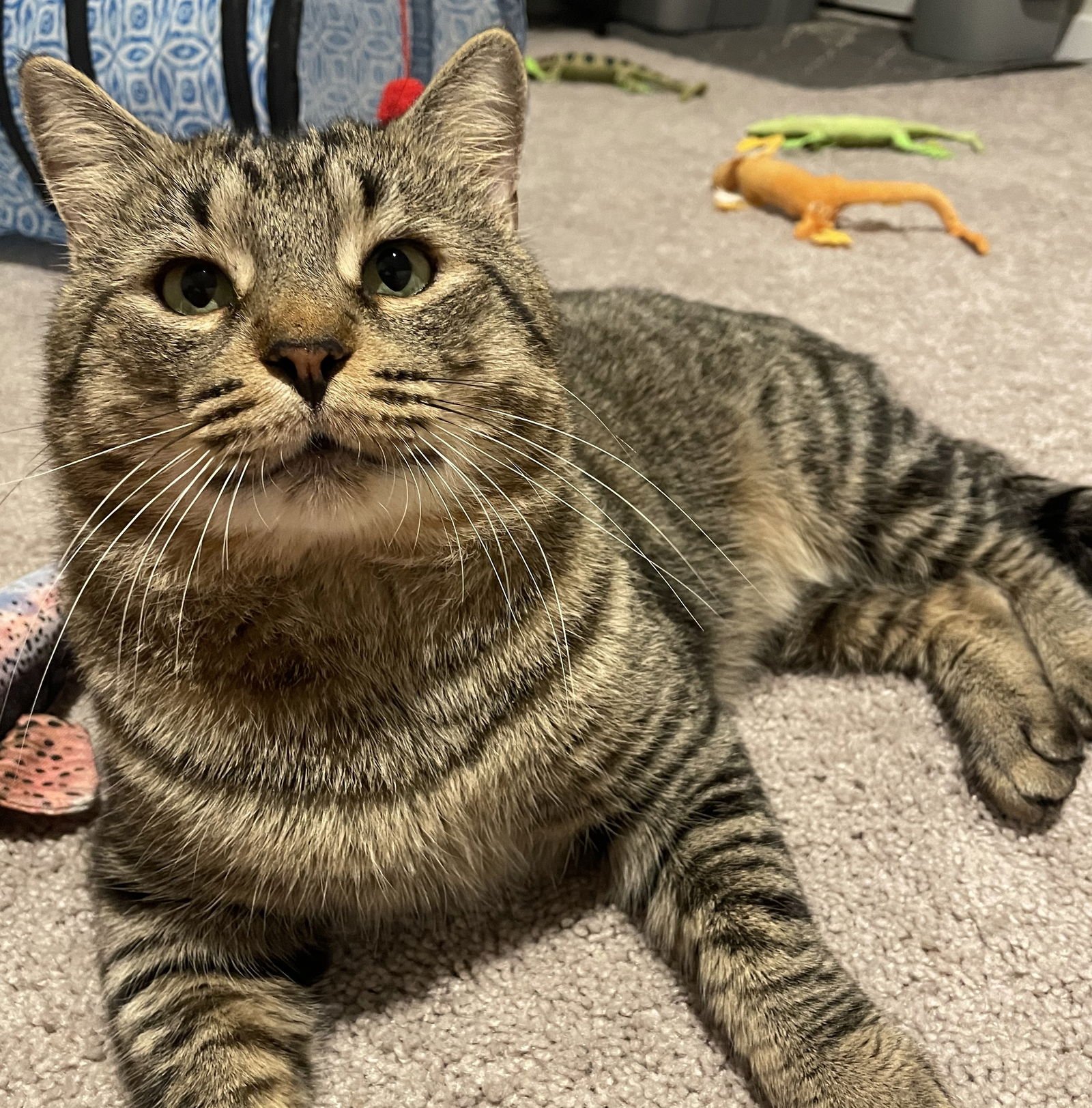 TOM #MEOWY-WOWWY - Tabby / Domestic Short Hair available for adoption