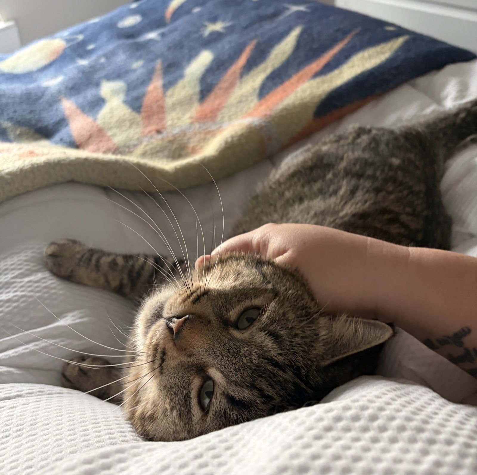 Tom #meowy-wowwy - Photo 3