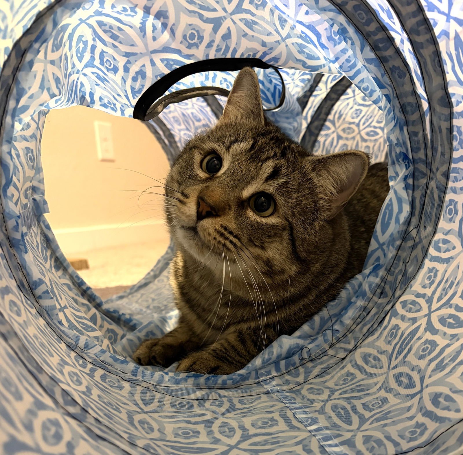 Tom #meowy-wowwy - Photo 4