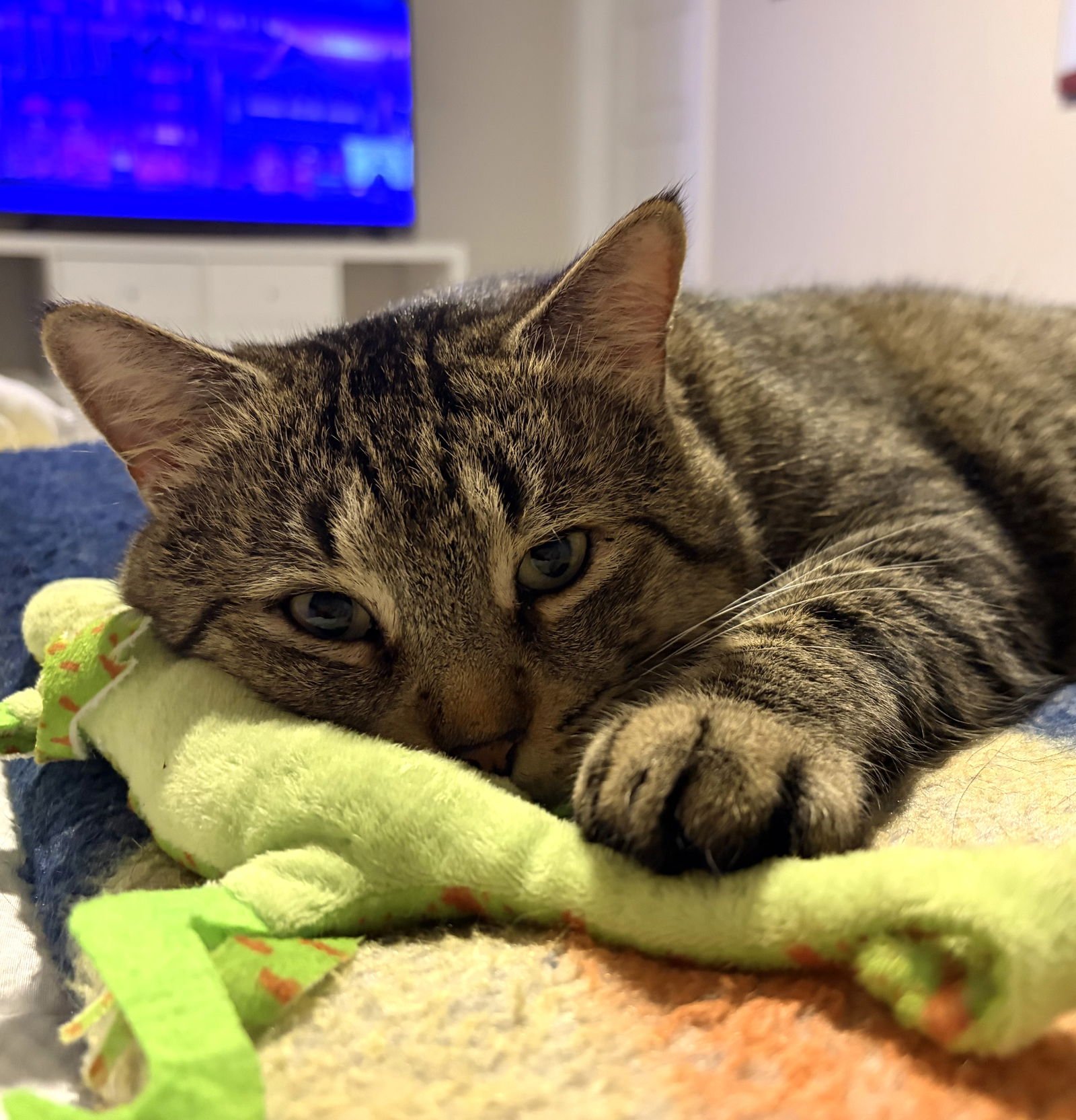 Tom #meowy-wowwy - Photo 5