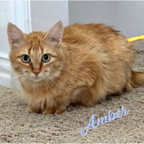 AMBER #FUEGO-GROUP - Maine Coon / Domestic Medium Hair available for adoption