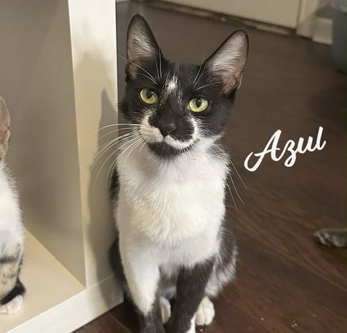 AZUL #NURTURING-SOUL - Domestic Short Hair for adoption in Sugar Land