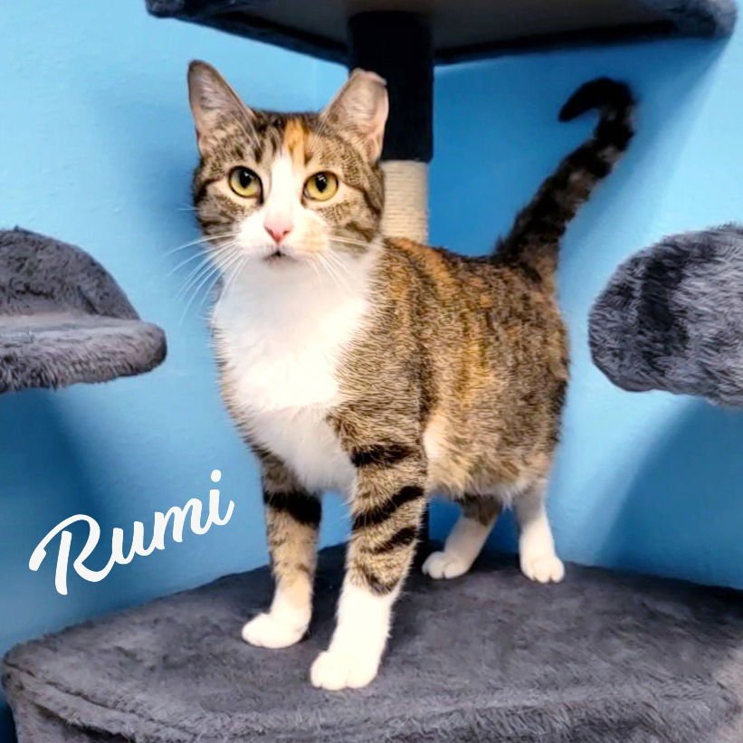 RUMI #FURRY-COMFORTER - Calico / Tabby available for adoption