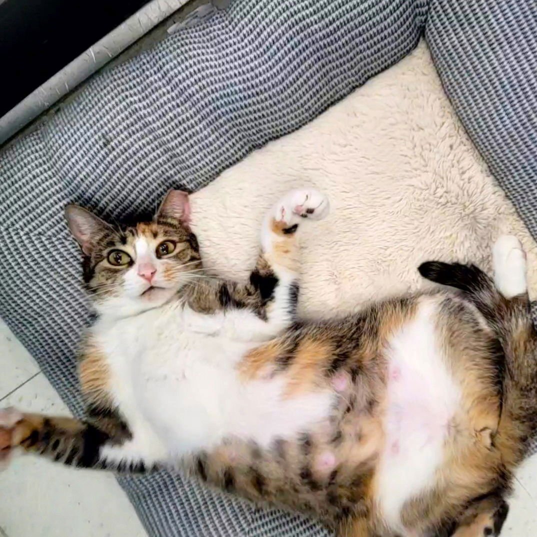 RUMI #FURRY-COMFORTER - Calico / Tabby available for adoption