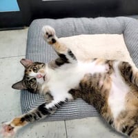 Rumi #furry-comforter - Photo 4