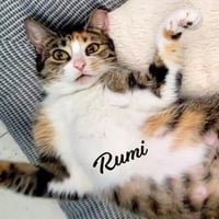 Rumi #furry-comforter - Photo 1