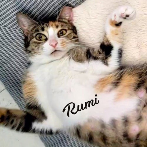 RUMI #FURRY-COMFORTER - Calico / Tabby available for adoption