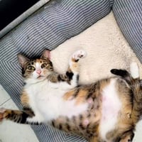 Rumi #furry-comforter - Photo 9