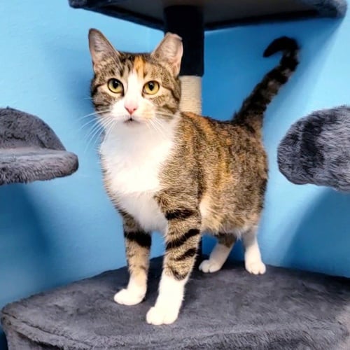 RUMI #FURRY-COMFORTER - Calico / Tabby available for adoption
