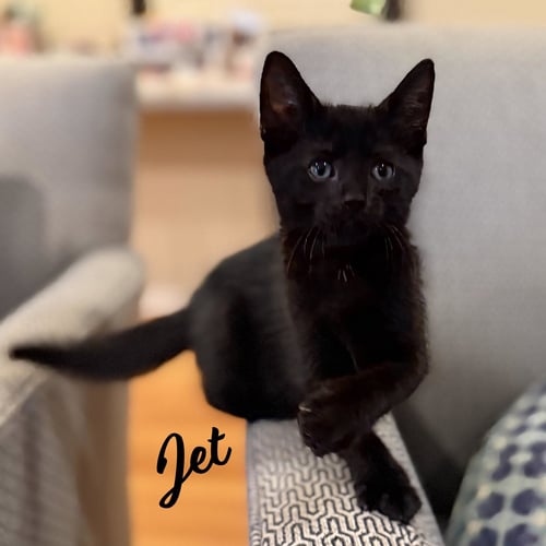 JET #GEMSTONE-TRIO - Bombay / Domestic Short Hair available for adoption