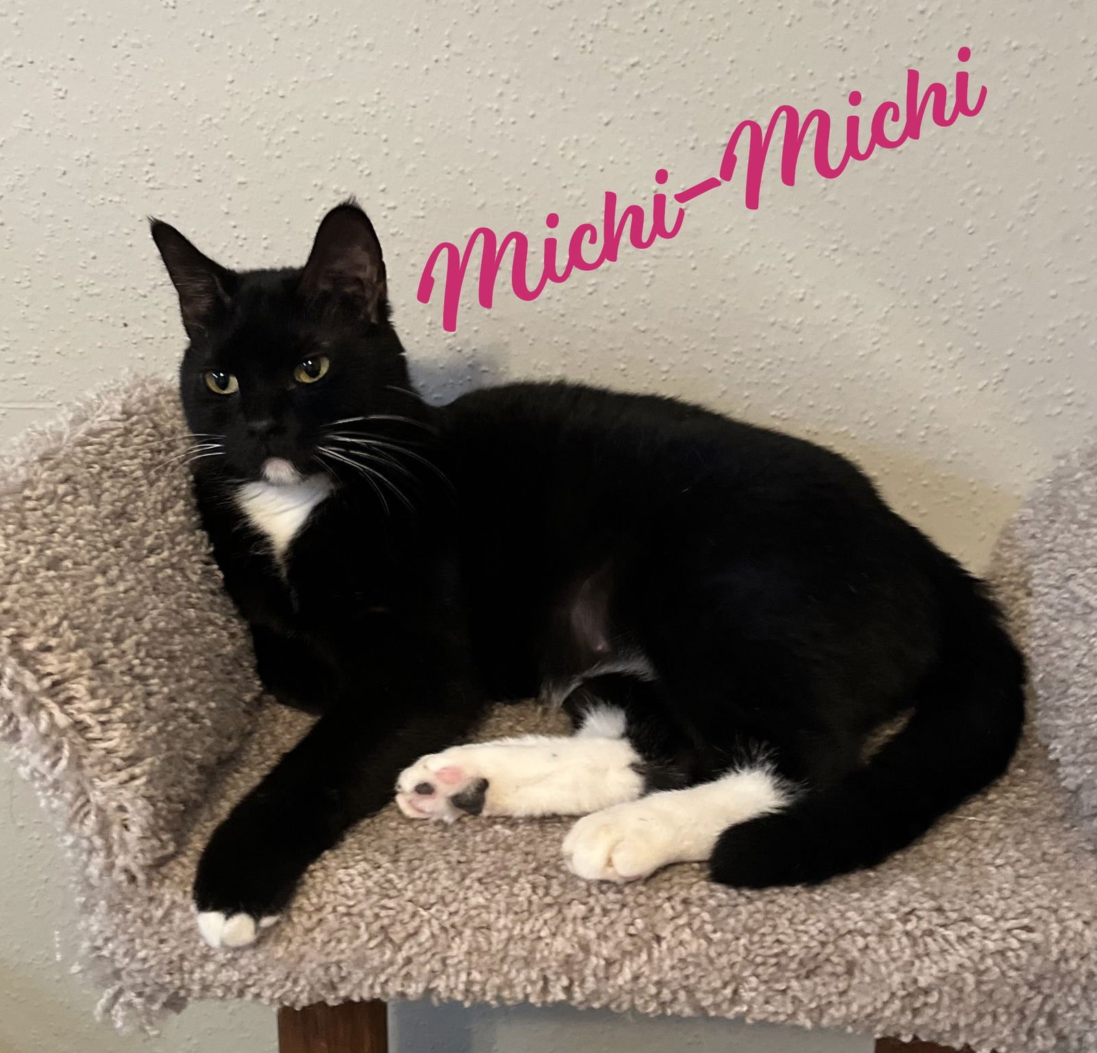 MICHI-MICHI #CRAVES-ATTENTION-&-AFFECTION - Tuxedo / Domestic Short Hair available for adoption