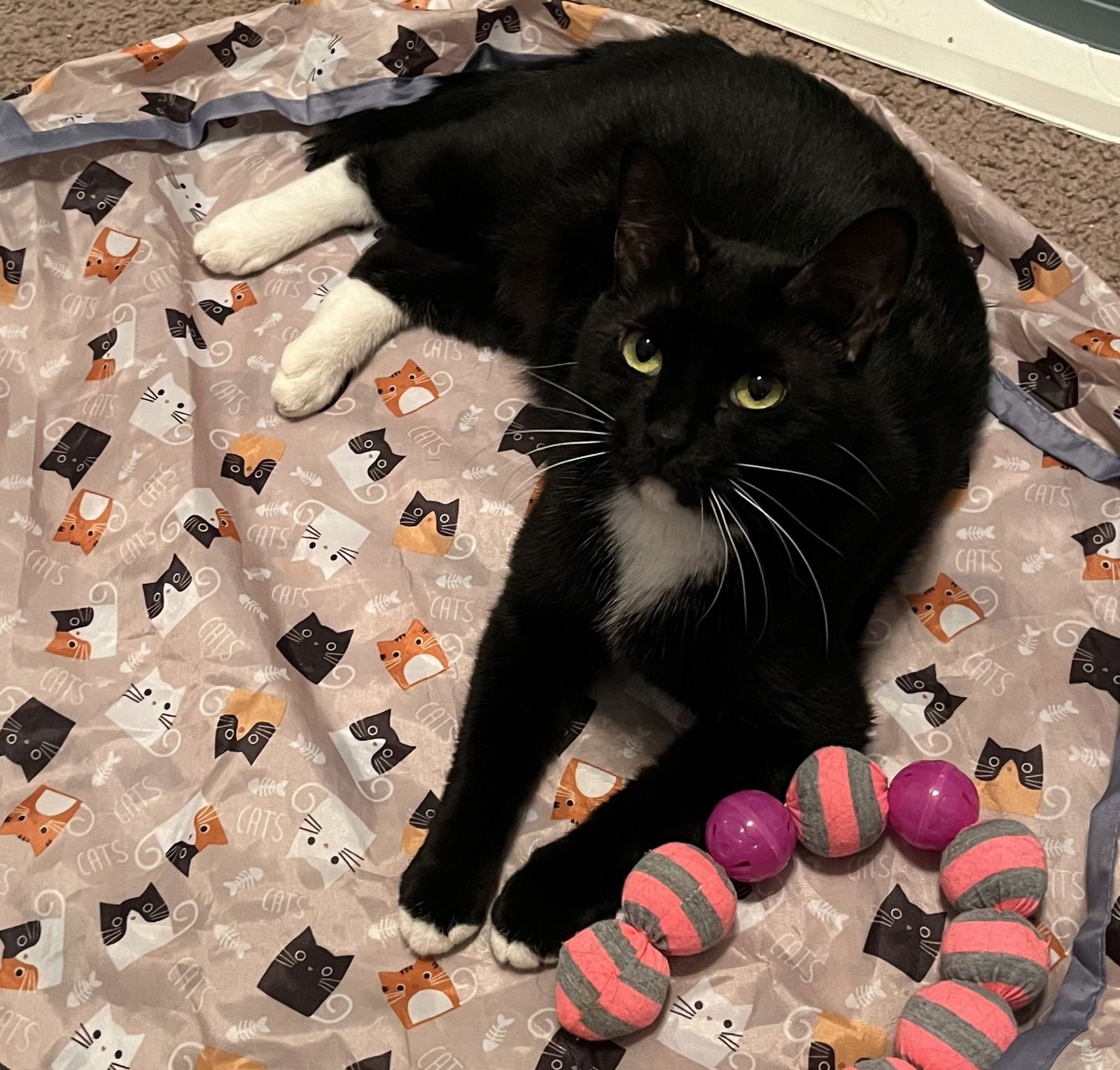 MICHI-MICHI #CRAVES-ATTENTION-&-AFFECTION - Tuxedo / Domestic Short Hair available for adoption