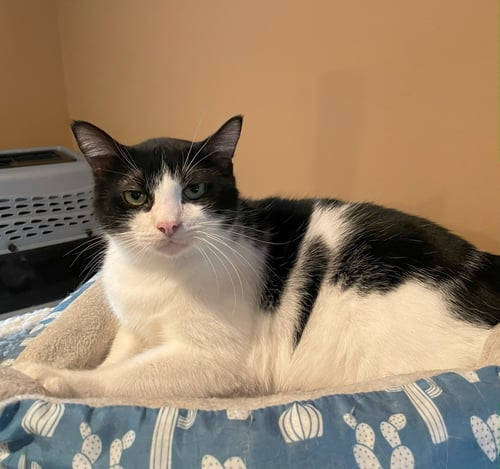 FELIX #ENJOYS-KIDS - Tuxedo / Domestic Short Hair available for adoption