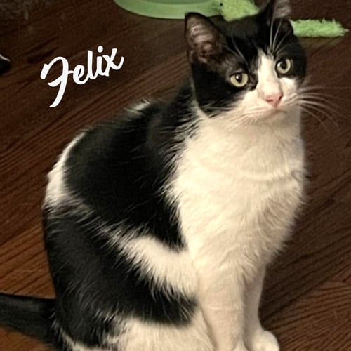FELIX #ENJOYS-KIDS - Tuxedo / Domestic Short Hair available for adoption