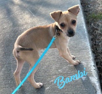 BAMBI #BROTHER-OF-LUCITA