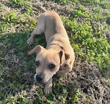 BAMBI #BROTHER-OF-LUCITA - Chihuahua available for adoption
