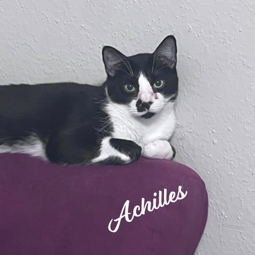 ACHILLES #RETIRED-DUMPSTER-DIVER - Tuxedo available for adoption