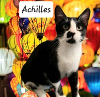 Achilles #retired-dumpster-diver - Photo 8