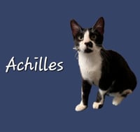 Achilles #retired-dumpster-diver - Photo 7
